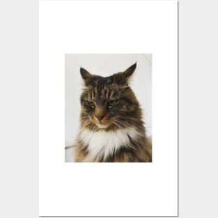 Owl cat Posters and Art